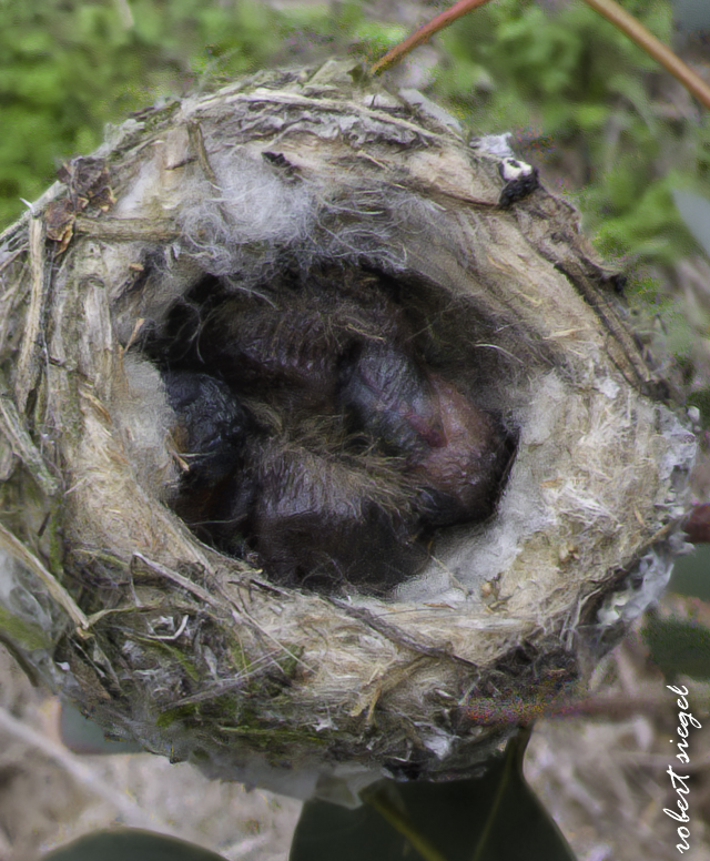 emily renzel wetlands 2026
